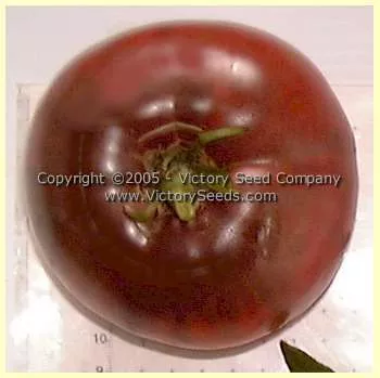 Indian Stripe Tomato