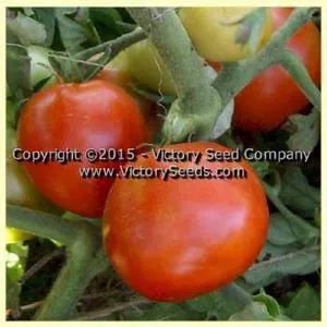 Précocibec (Precocibec) Tomato