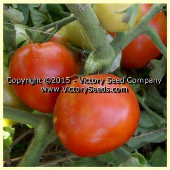 Précocibec (Precocibec) Tomato