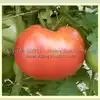 Gulf State Market (Livingston's Strain) Tomato