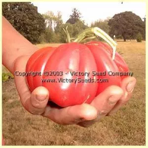 Pink Accordion Tomato