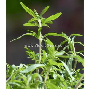 Summer Savory