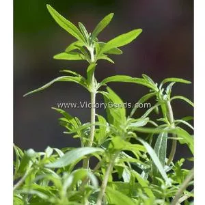 Summer Savory