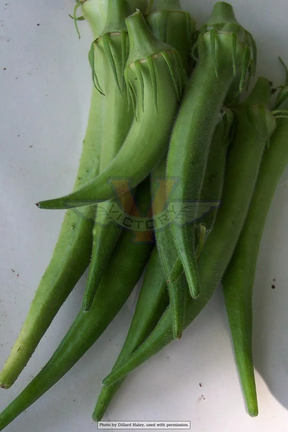Emerald Okra (Emerald Green Velvet)