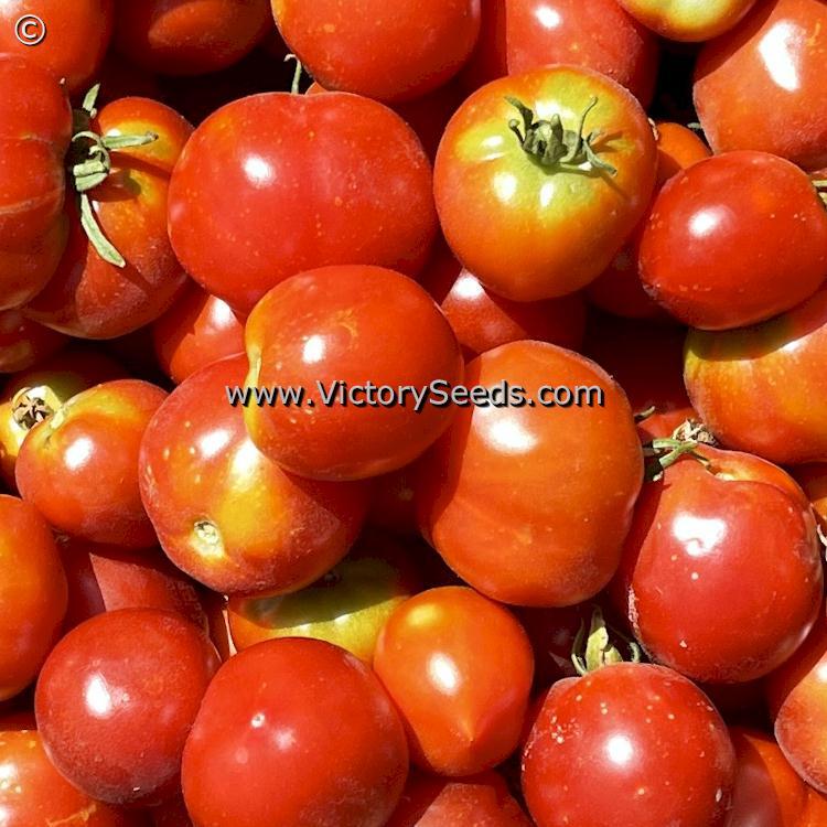Stephania Heritage Tomato