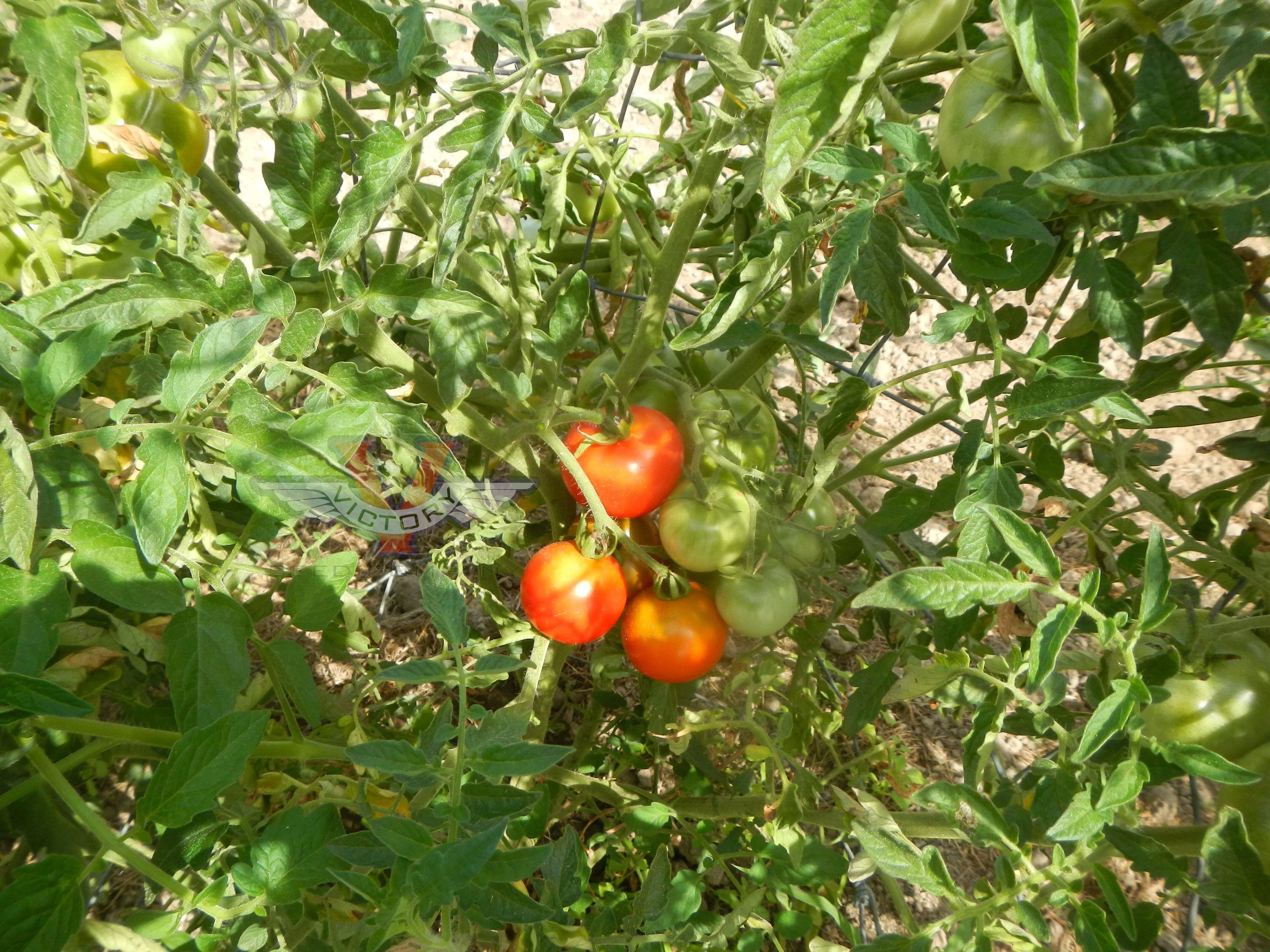 Danish Export Tomato