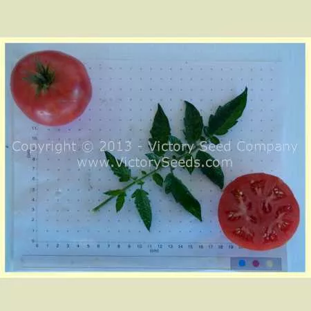 Alpha Pink Tomato