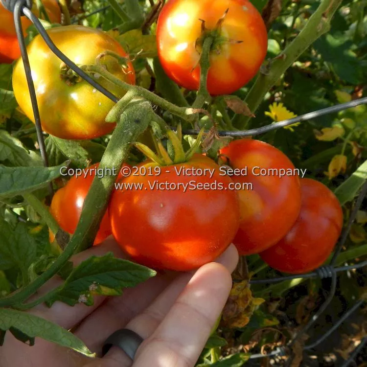 Vulcan Tomato