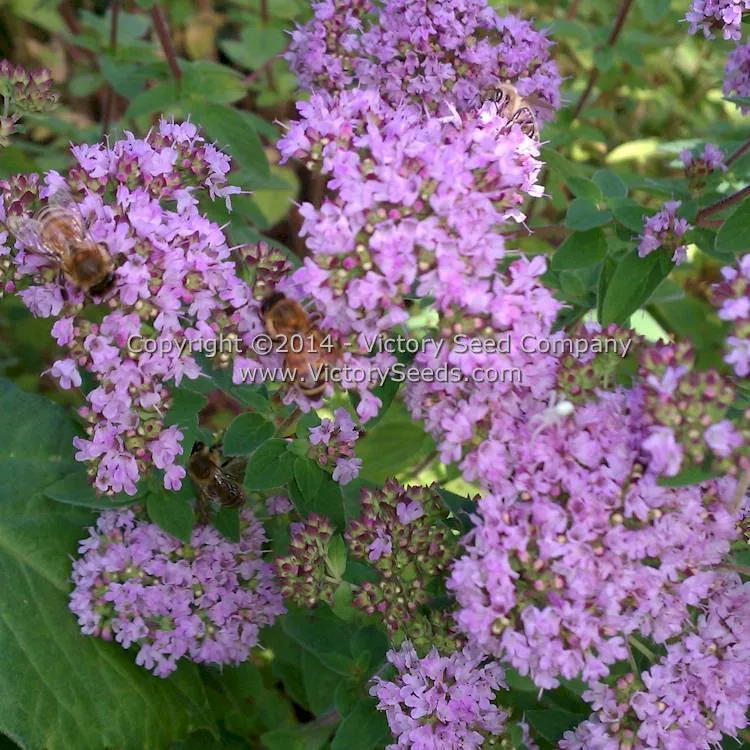 Oregano - Common Italian