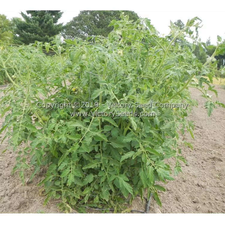 Michigan Red Wonder Tomato