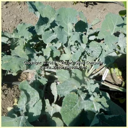 Laurentian Rutabaga (Swede)