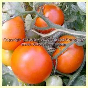 Variegated (Splash of Cream) Tomato
