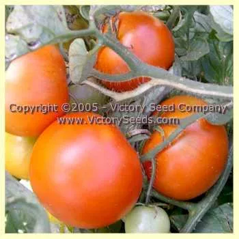 Variegated (Splash of Cream) Tomato