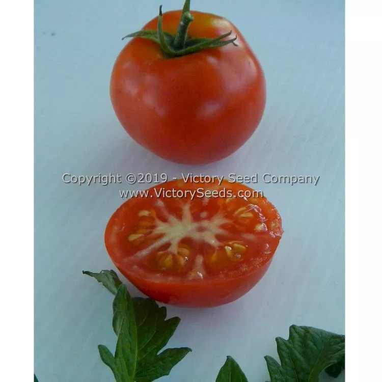 Vulcan Tomato