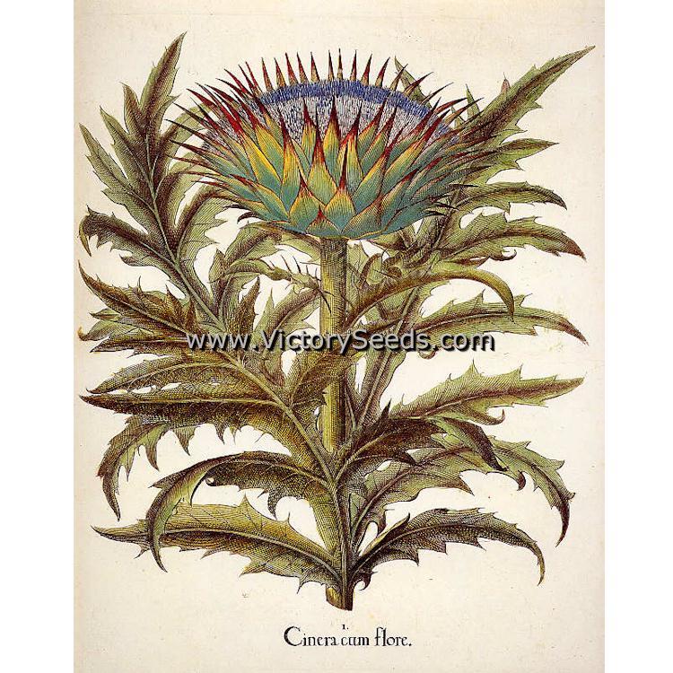 Tenderheart Cardoon