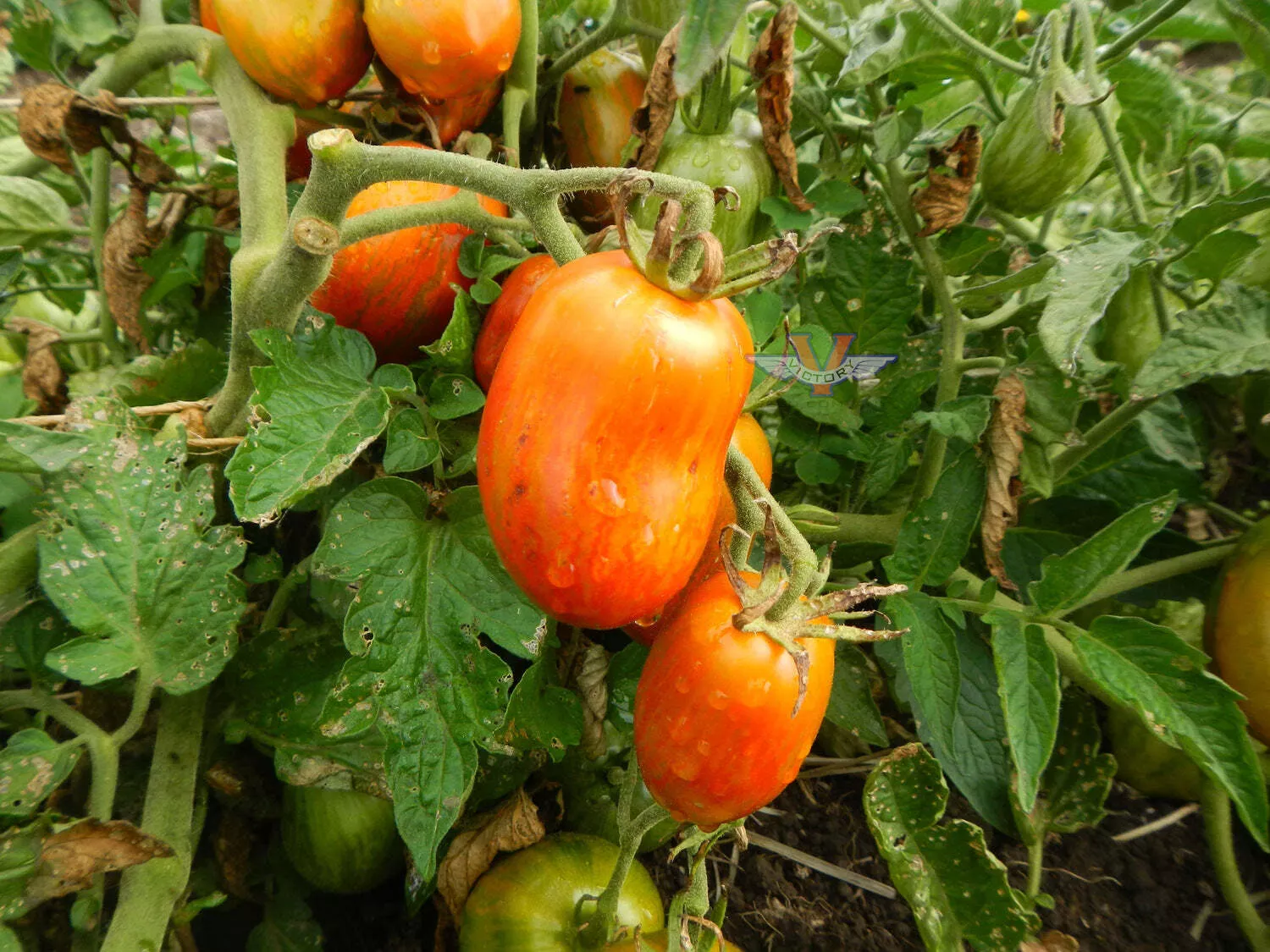 Dwarf Audrey's Love Tomato