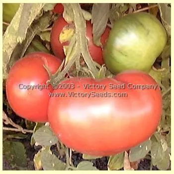 Livingston's Main Crop Pink Tomato