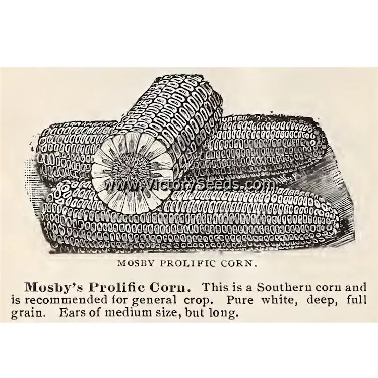 Mosby Prolific White Dent Corn