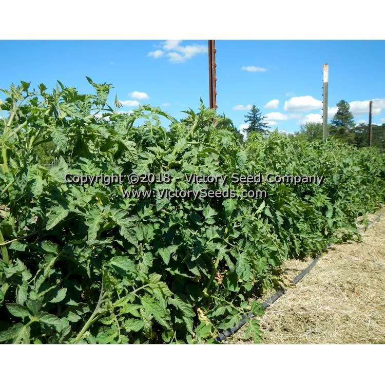 Yellow Stuffer (aka Golden Stuffer) Tomato