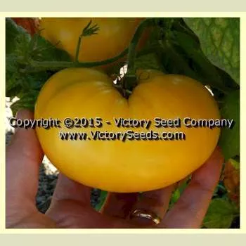 Summer Sunrise Tomato