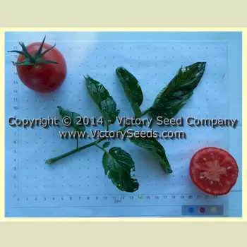 Fakel Tomato