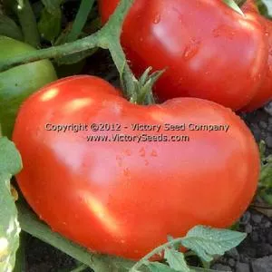 Millet's Dakota Tomato