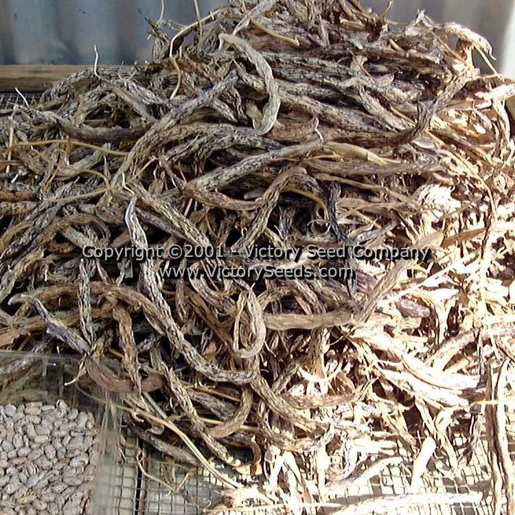 Rattlesnake Pole Green Garden Bean
