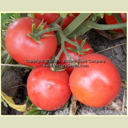 Basrawya Tomato