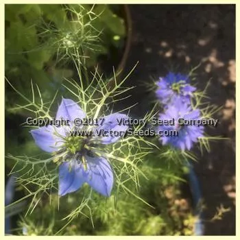 Love-in-a-Mist 'Miss Jekyll'