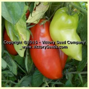 Sarnowski Polish Plum Tomato