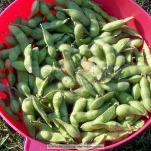 Tohya Soybean