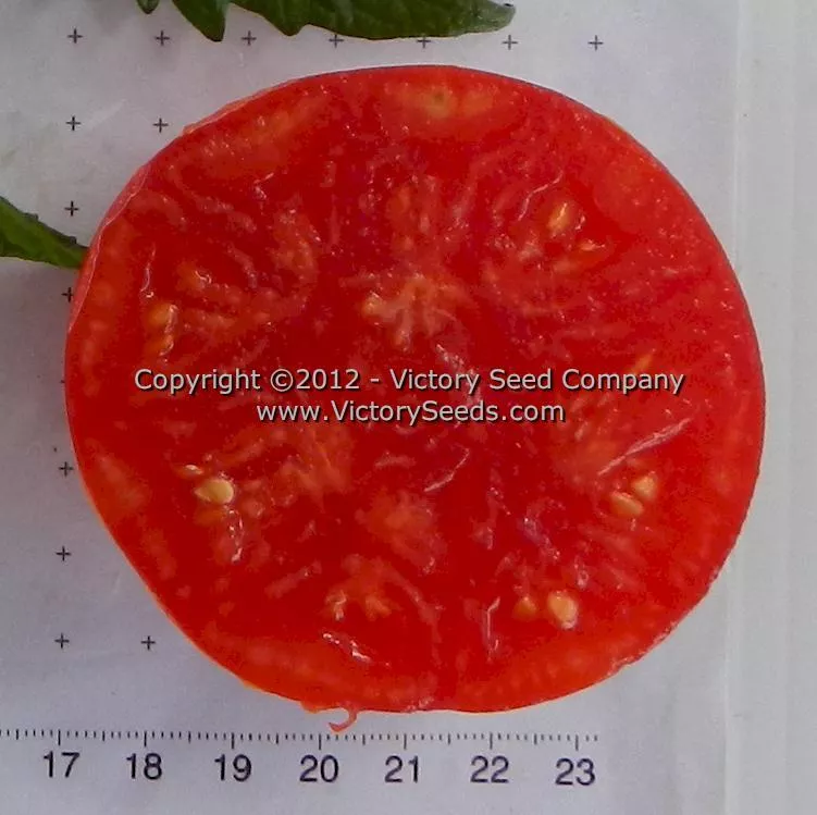 Millet's Dakota Tomato