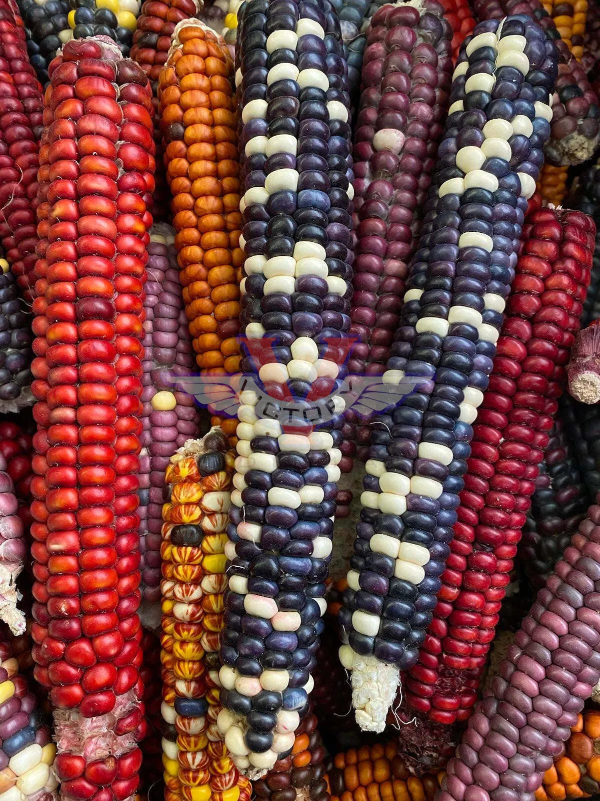 Painted Mountain Flour Corn