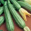 Cocozelle Zucchini Summer Squash