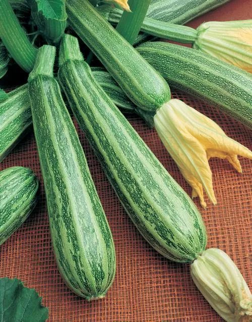 Cocozelle Zucchini Summer Squash
