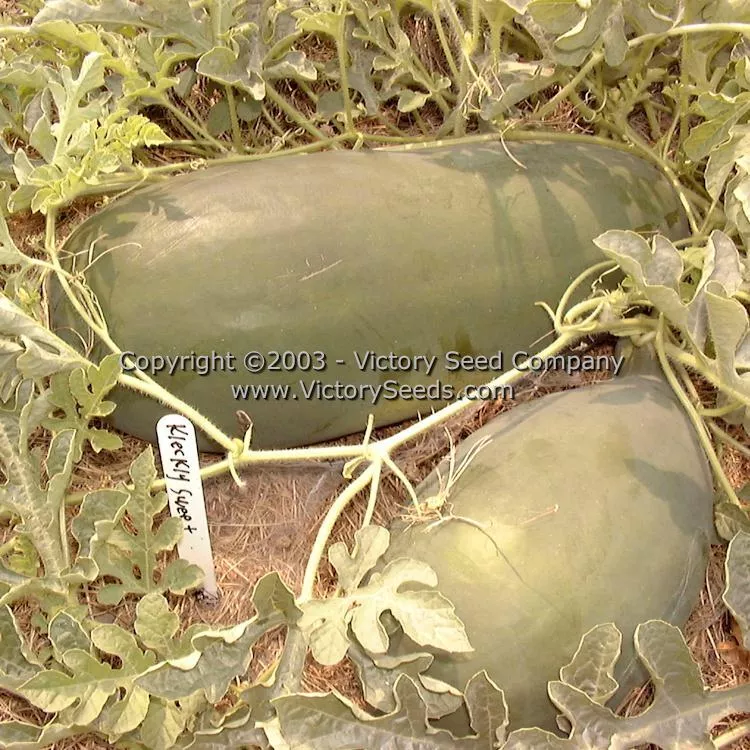 Kleckley's Sweet Watermelon