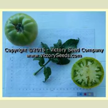 Dwarf Emerald Giant Tomato