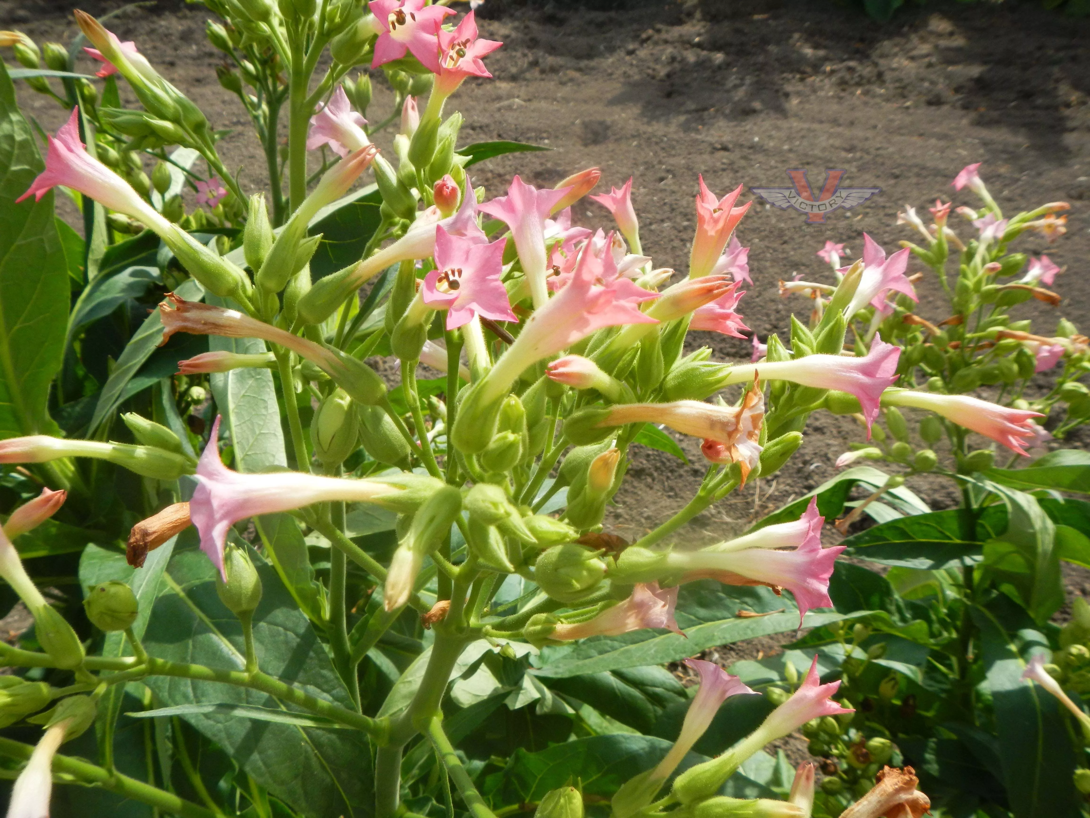 Little Hill Tobacco