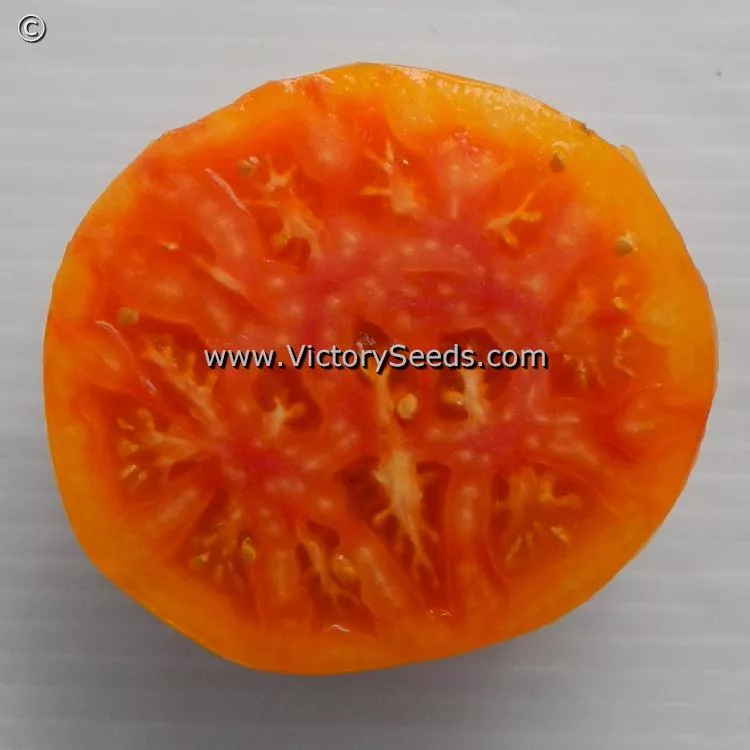 Lucky Cross Tomato