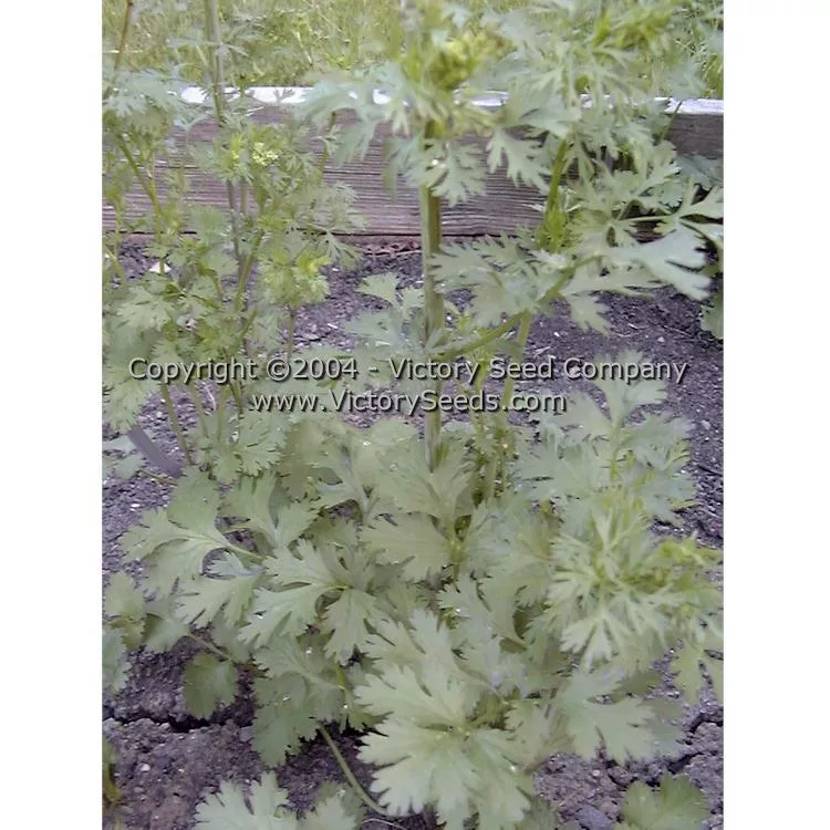 Coriander (Cilantro) - Slow Bolt
