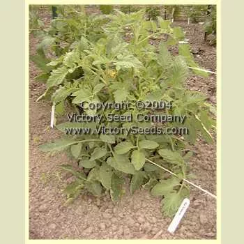 Mediterranean Tomato