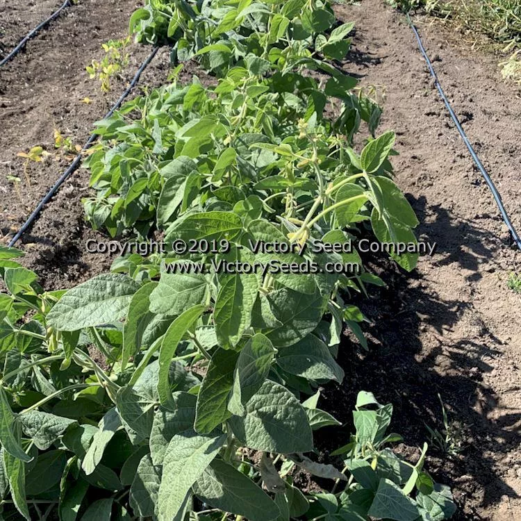 Velvet Soybean