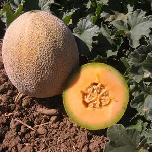 Edisto 47 Melon