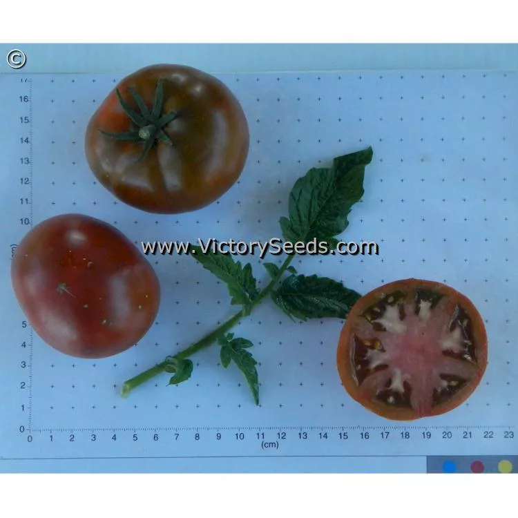 Deaton's Dwarf Tomato