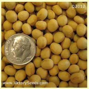 Nen Feng Soybean