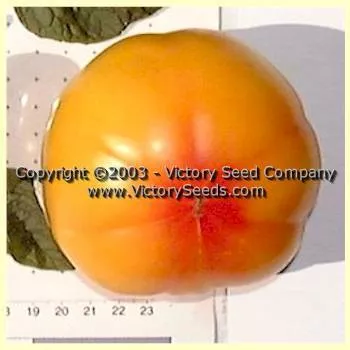 Little Lucky Tomato