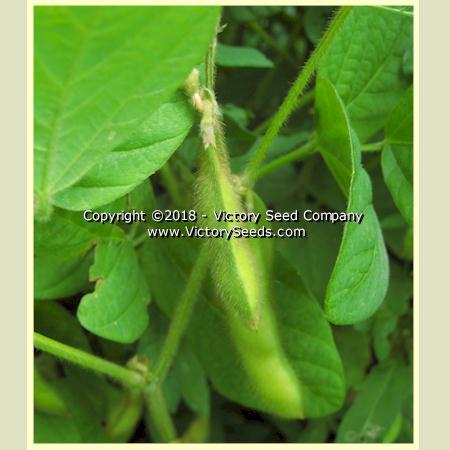Hatsutaka Soybean