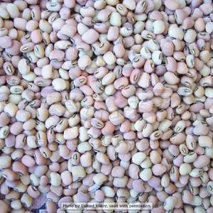 Iron & Clay Southern Pea