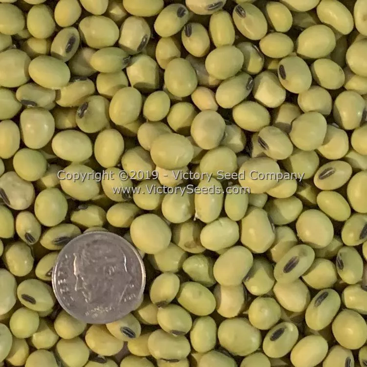Hidatsa Soybean