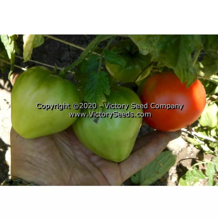 Dwarf Buddy's Heart Tomato